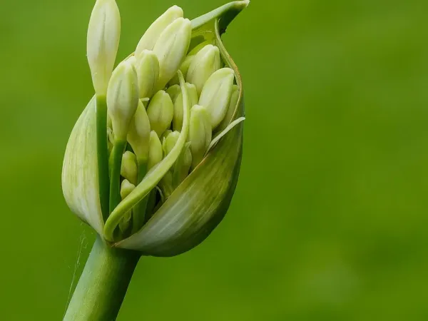 Agapanthus