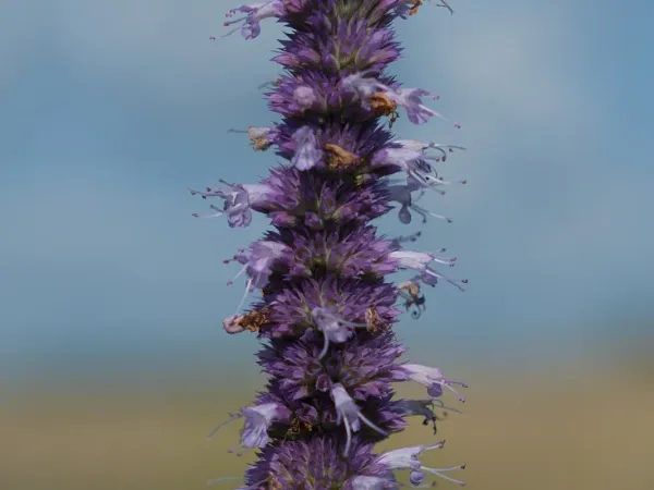 Agastache