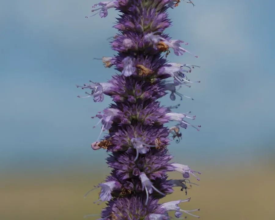 Agastache