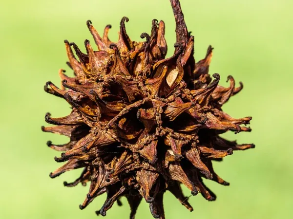 Amerikanischer Amberbaum