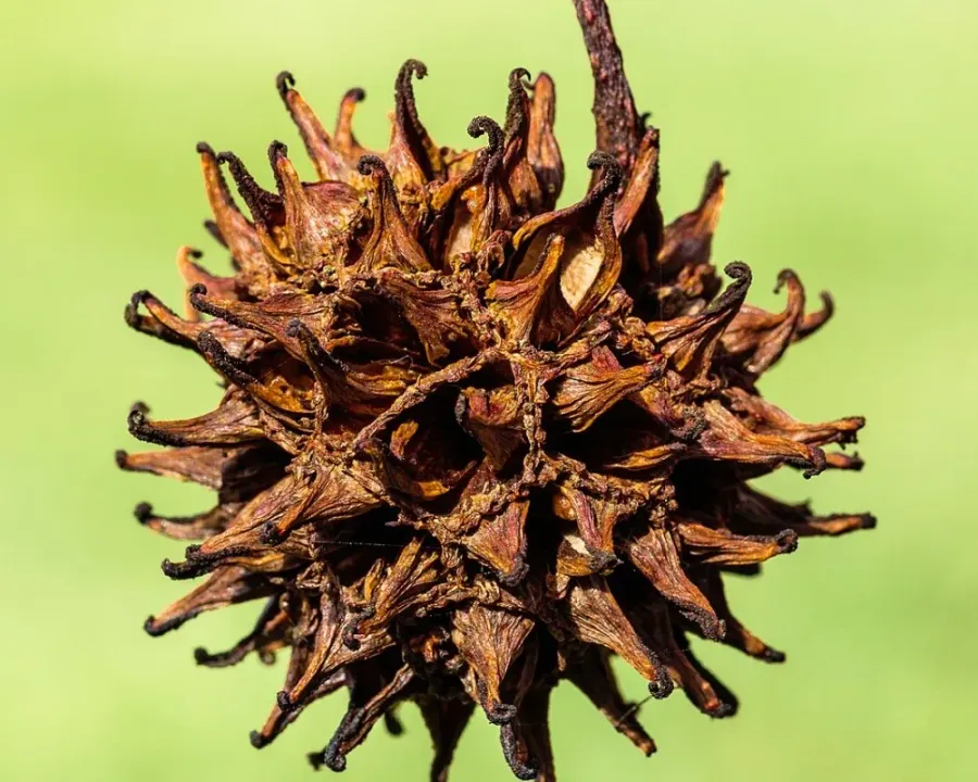 Amerikanischer Amberbaum