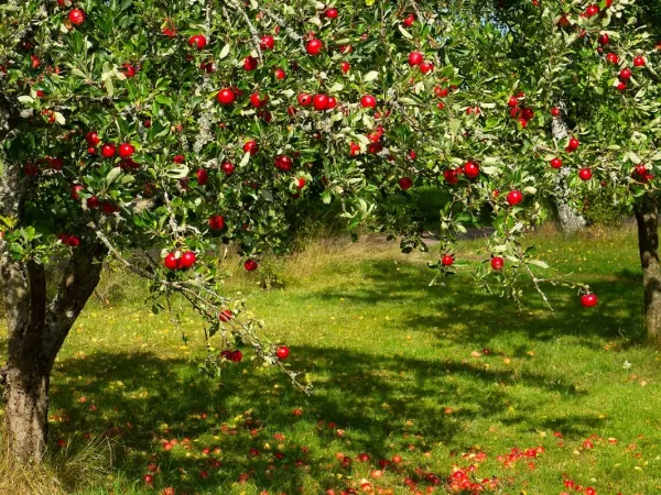 Apfelbaum