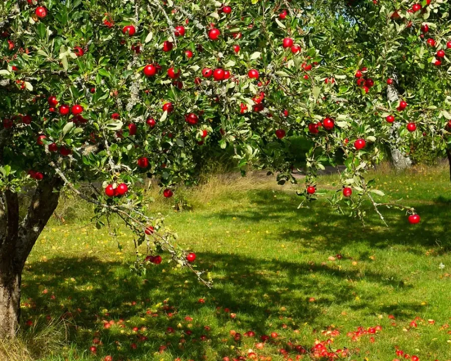 Apfelbaum