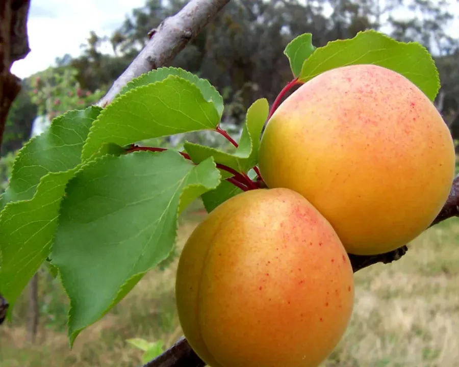 Aprikosenbaum