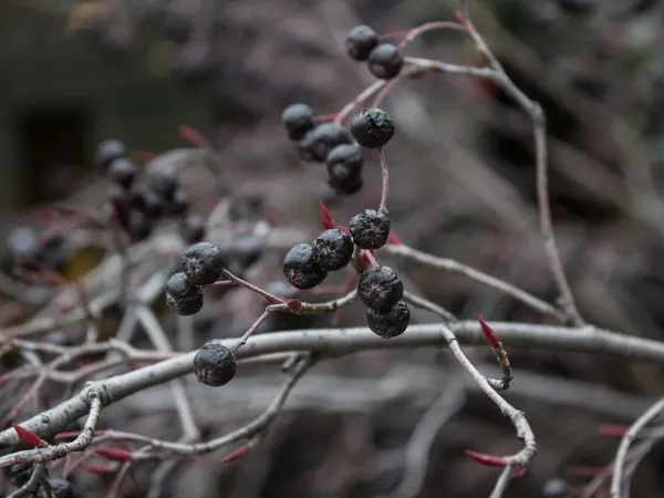 Aronia