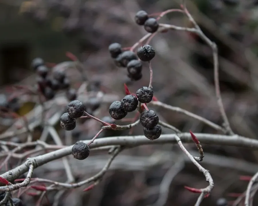 Aronia