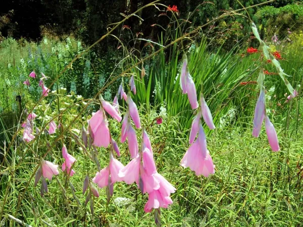 Atlasblume
