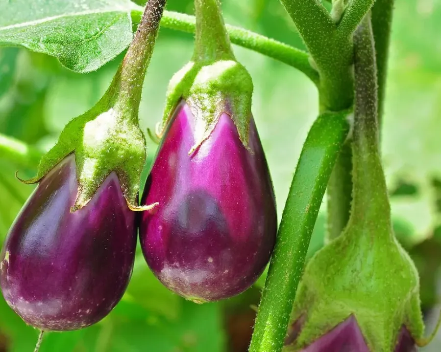 Aubergine