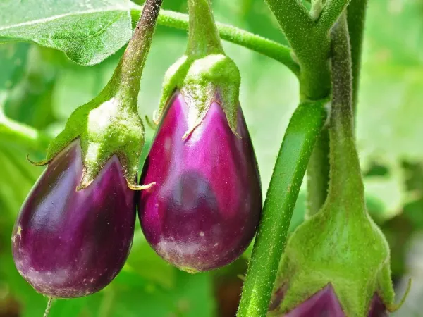 Aubergine