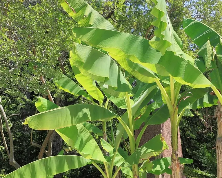 Bananenstaude