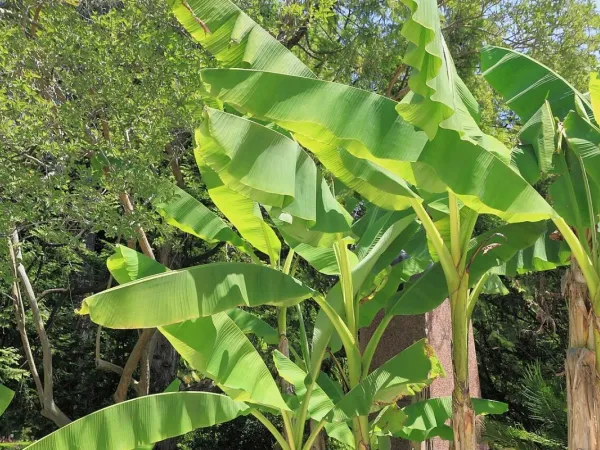 Bananenstaude