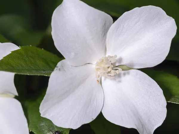Bauernjasmin