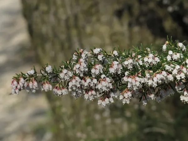 Baumheide