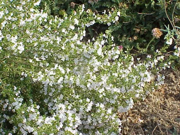 Bergbohnenkraut
