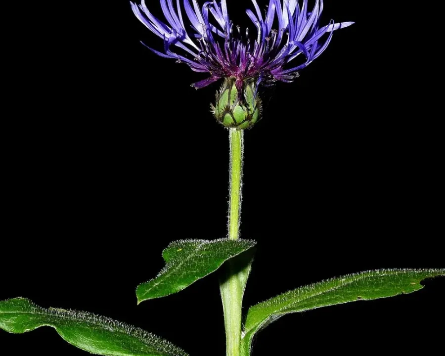 Bergflockenblume