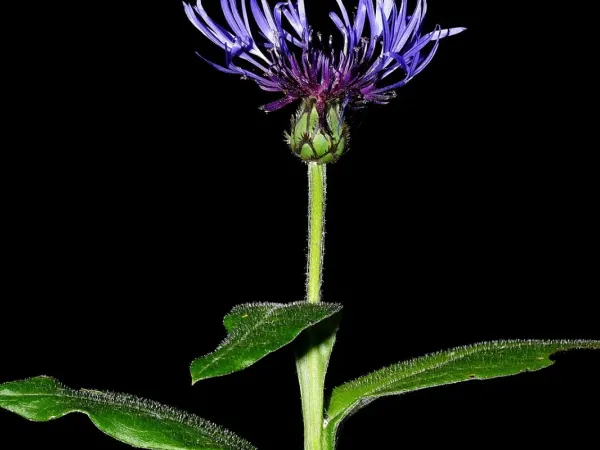 Bergflockenblume