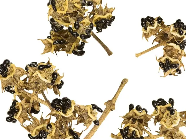 Bienenbaum