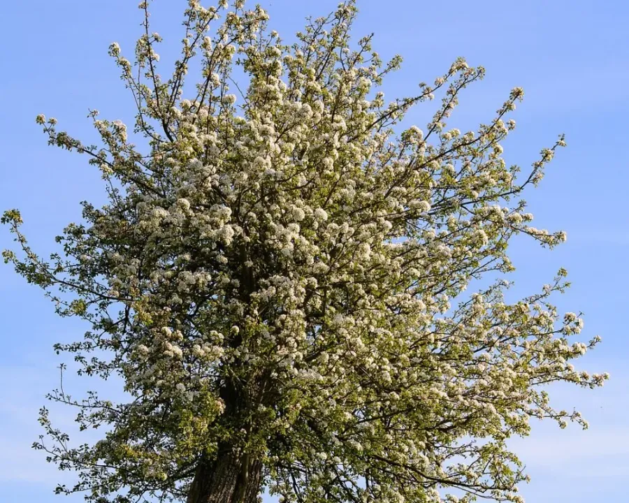 Birnbaum