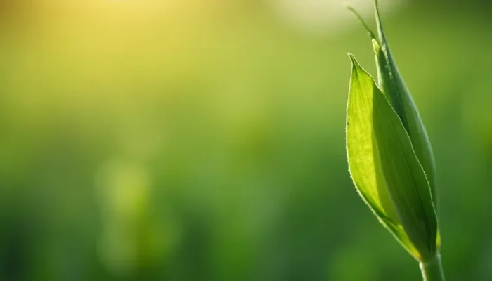 Warum rollen Pflanzen ihre Blätter ein? Ursachen und Maßnahmen