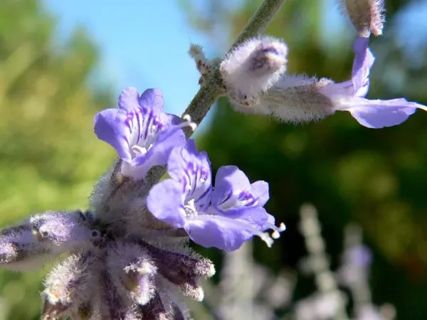 Blauraute