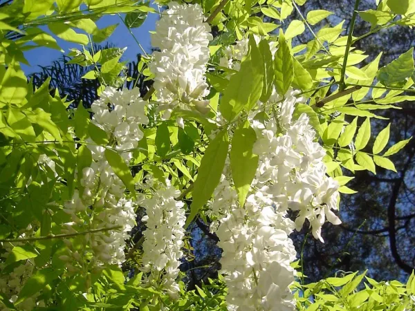 Blauregen (Wisteria)