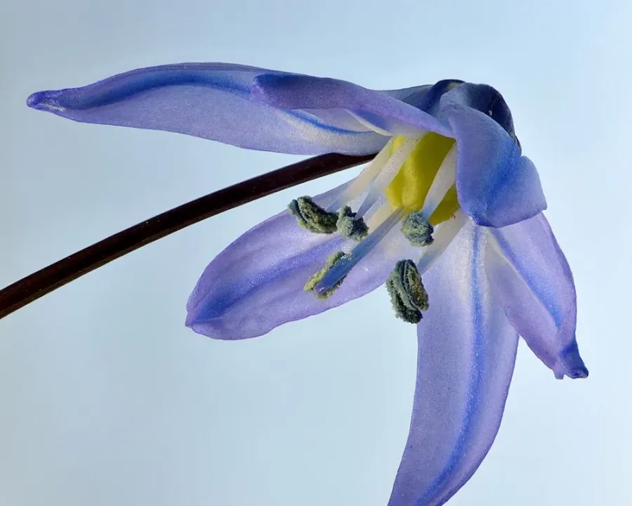 Sibirische Blaustern