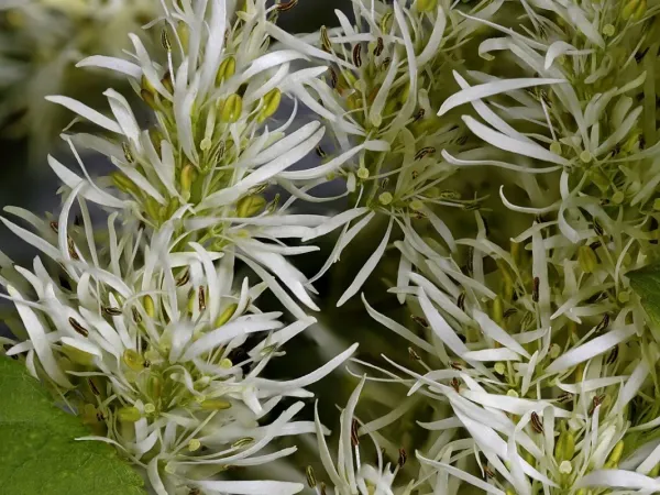 Blumenesche