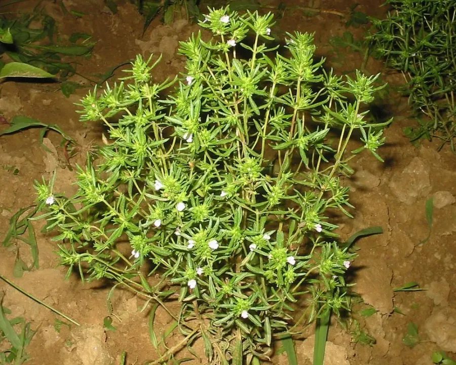 Bohnenkraut