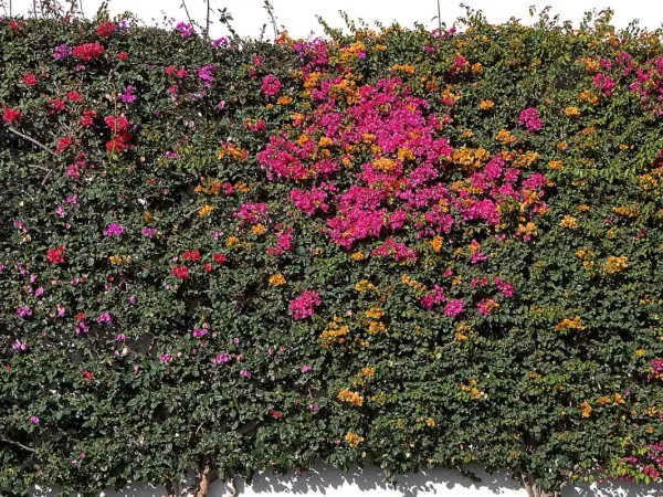 Bougainvillea (Kübel)