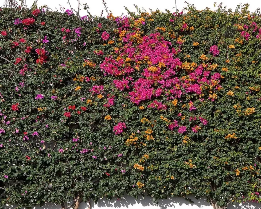 Bougainvillea (Kübel)