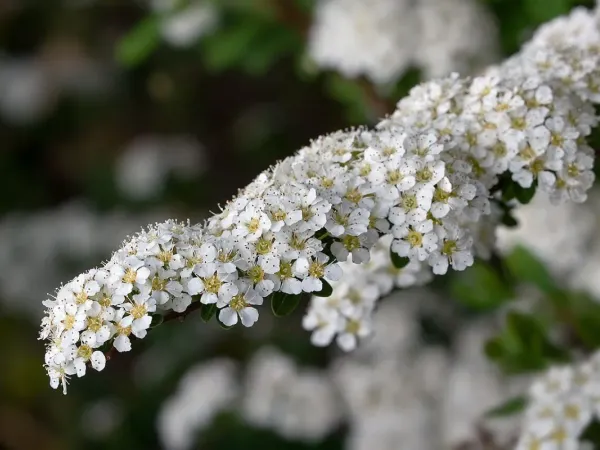 Brautspiere