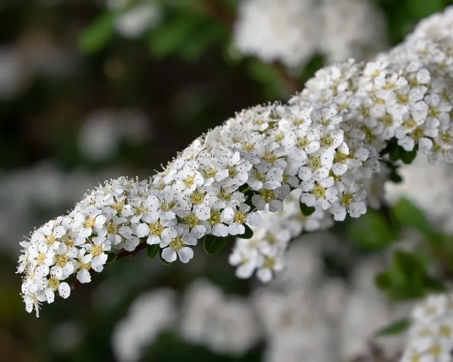 Brautspiere