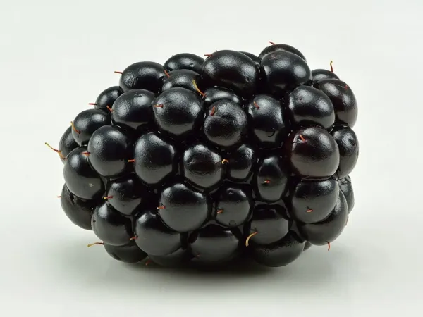 Brombeere