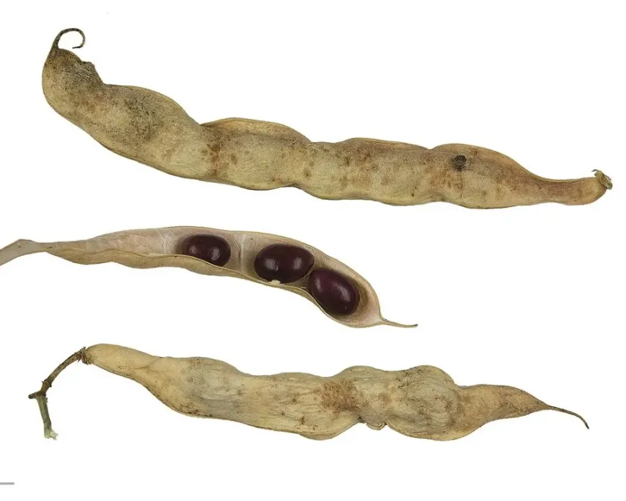 Buschbohne