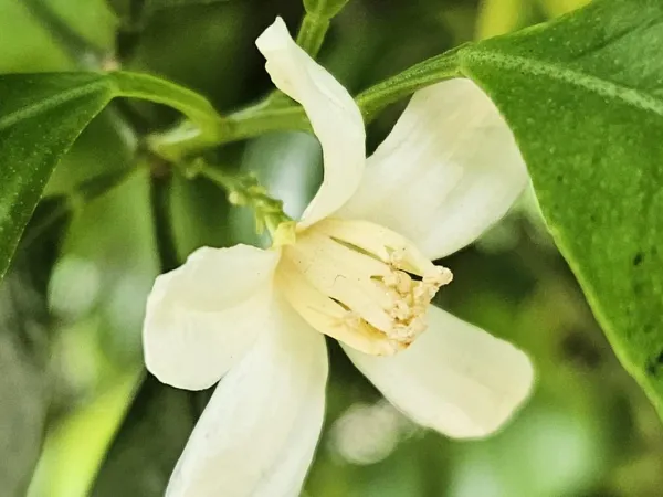 Calamondin