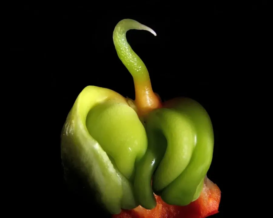 Paprika