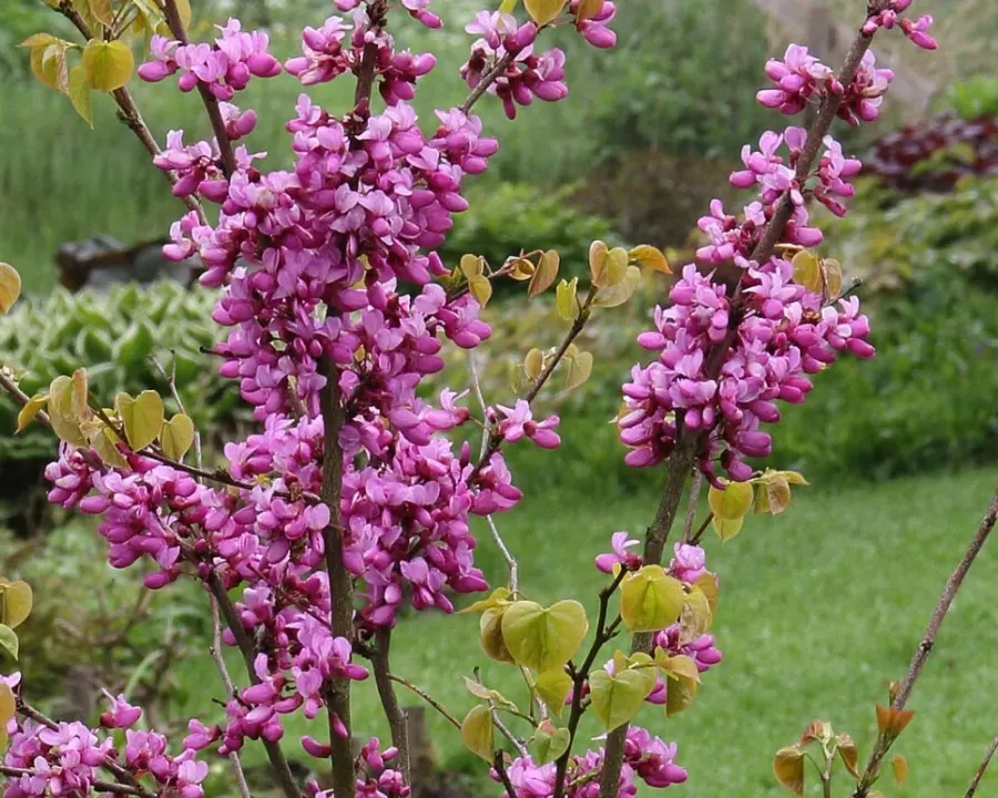 Chinesischer Judasbaum
