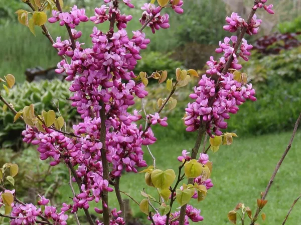 Chinesischer Judasbaum
