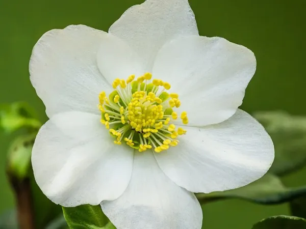 Christrose