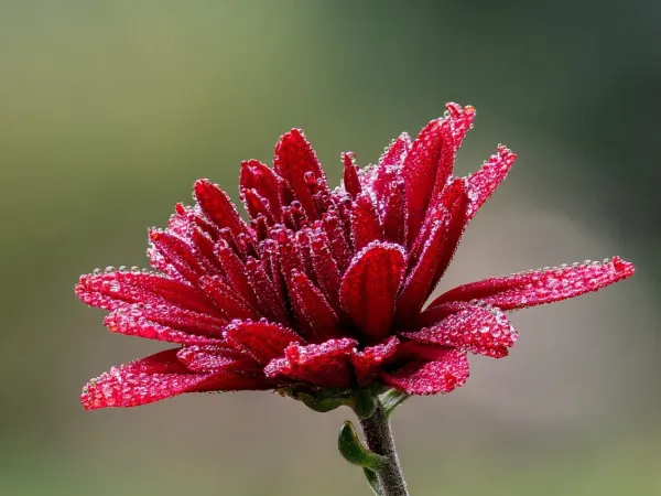 Chrysantheme