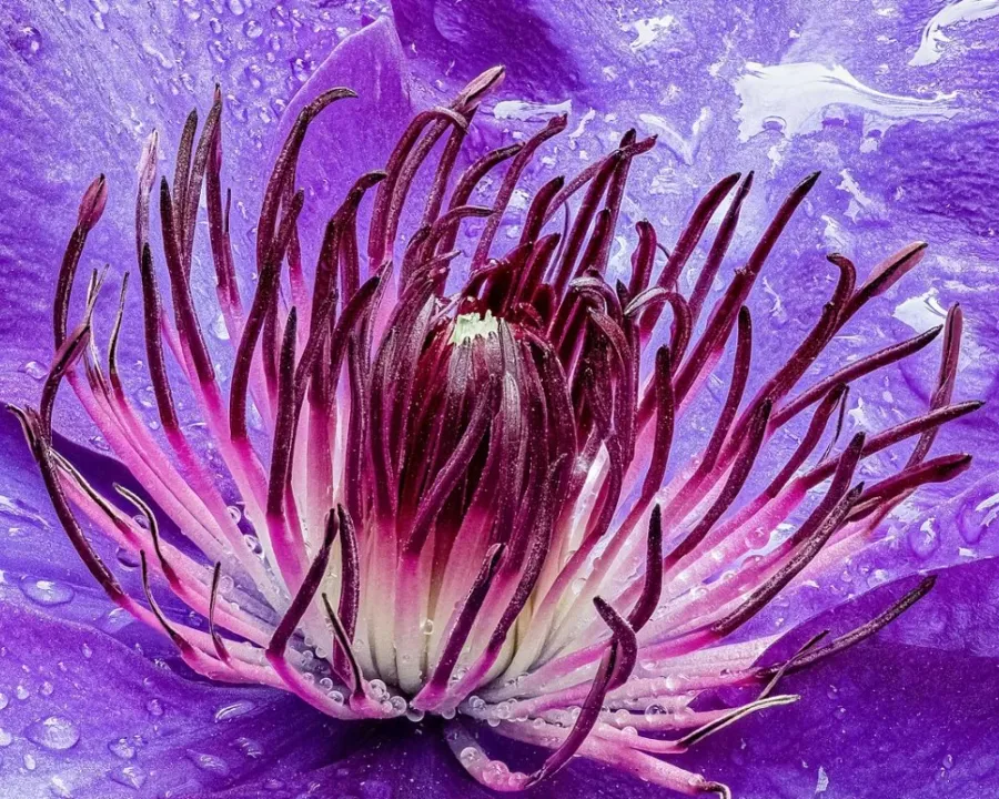 Clematis (Waldrebe)