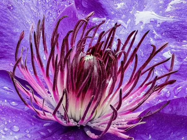 Clematis (Waldrebe)