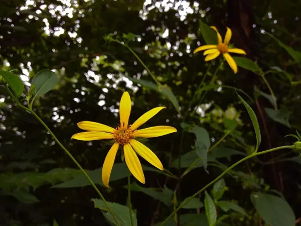 Dahlienblättrige Sonnenblume