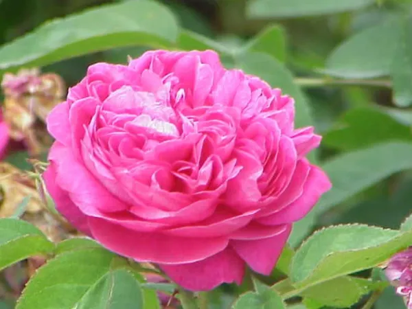 Damaszener Rose
