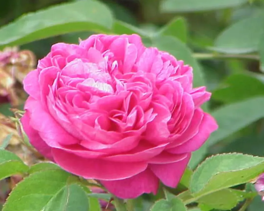 Damaszener Rose