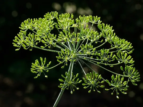 Dill