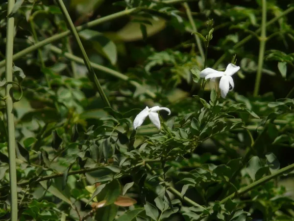 Duftjasmin