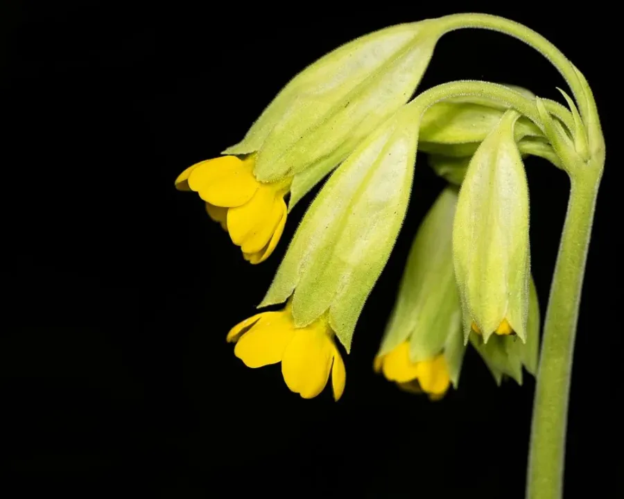 Echte Schlüsselblume