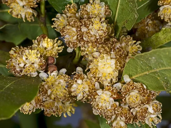 Echter Lorbeer (als Kübelpflanze)