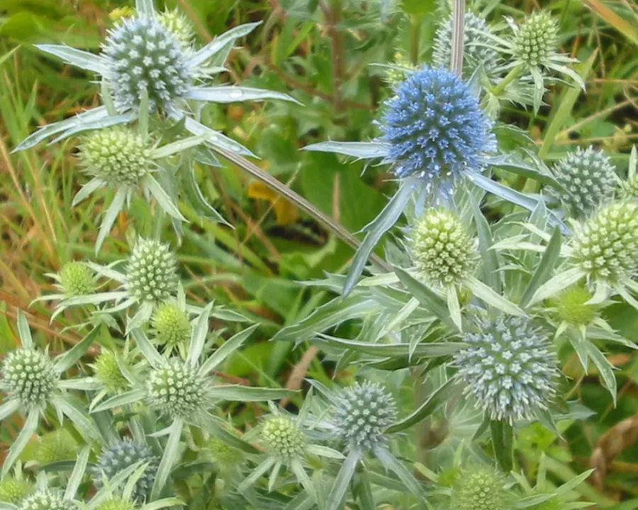 Edeldistel